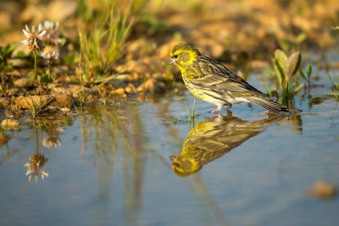 European Serin, Serine, Serinus Serinus, Bath, Bird Bath, Birds, Mirror, Passeri, Songbirds,