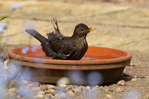 Eurasian blackbird (Turdus merula) adult male garden bird bathing in water in a plant pot saucer,