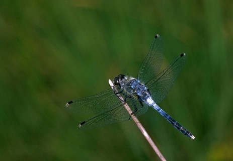 Eastern white-faced darter, leucorrhinia albifrons, anisoptera, damselflies, ffh, insects, leo,