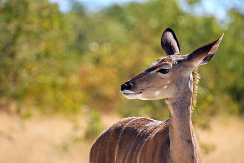 Lateral close-up of a kudu with fine fur in front of a green landscape, Greater kudu in Etosha Park