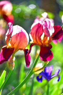 Tall bearded iris 'Carnaby' (Iris x barb. -elat. 'Carnaby'), Bavaria, Germany