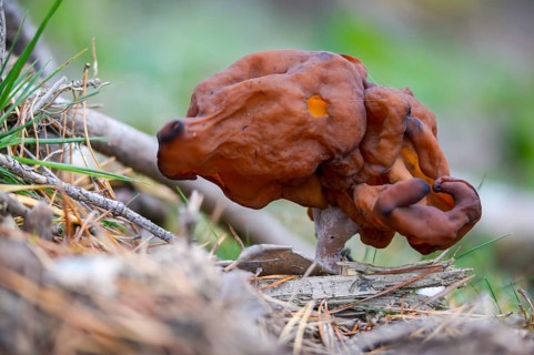 Bishop's cap, bishop's cap lornel, gyromitra infula, cap lornel, saddle-shaped false morel, elf