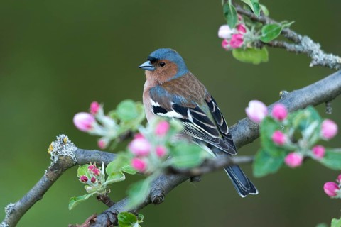 Chaffinch, fringilla coelebs, fruit tree blossoms, birds, spring, male, passeri, songbirds, song