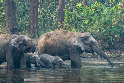 Elephants with young animals at watering hole, Asian elephant, Elephas maximus, Bardia National