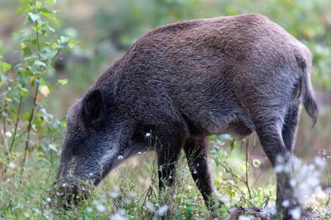 Artiodactyla, even-toed ungulate, cloven-hoofed, wild boar, wild boar, mammals, mammals