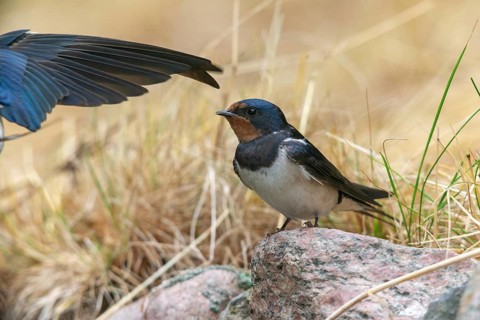 Hirundo rustica, barn swallow, birds, passeri, swallows, songbirds, birds