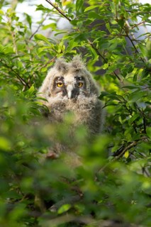 A curious owl chick sits amongst the dense foliage, watching its surroundings intently, a