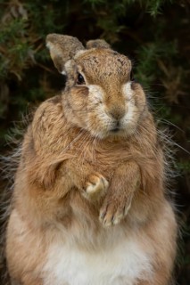 European brown hare (Lepus europaeus) adult animal stretching its front legs in grassland, England,