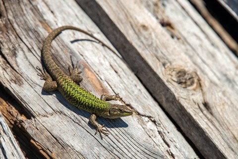 Granelli, Italian Wall Lizard, Italy, Pantani Cuba and Longarini, Podarcis Sicula, Podarcis Sicula,