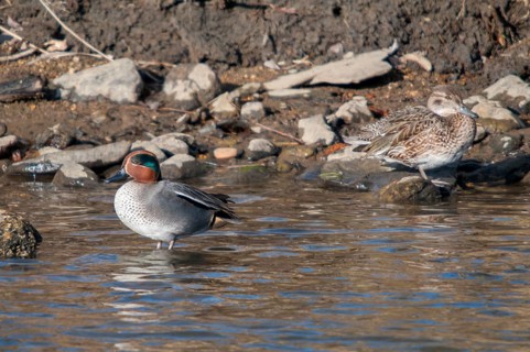 Anas crecca, common teal, grosbeak, crickente, anatidae, birds, ducks, ducks, ducks, male, birds,