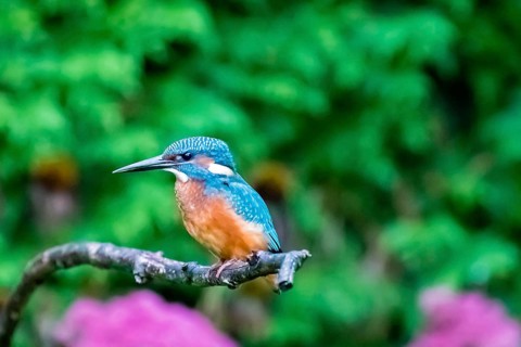 Animals, birds, kingfisher, kingfishers, habitat, perch, branch, side view, (Alcedo atthis)