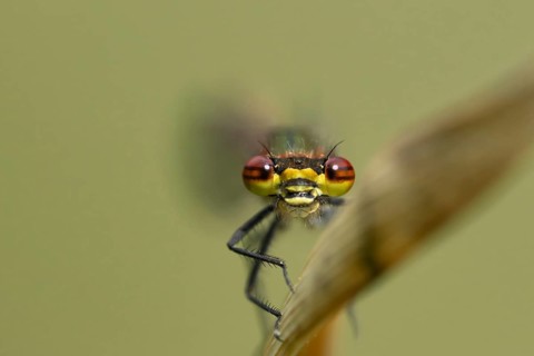 Large red damselfly (Pyrrhosoma nymphula) adult insect on a reed stem in spring, Suffolk, England,