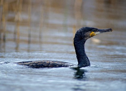 Black shag, cormorant, phalacrocorax carbo, birds, breeding plumage, brood dress, leo,