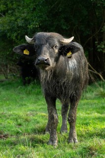 Bavaria, Bubalus Arnee, Even-töd Ungulate, Upper Palatinate, Paarhufer, Tirschenreuth, Waldnaab,