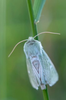 Burren Green, Calamia Tridens, Green Owl, Dry Grass Green Owl, Butterfly, High Size, Portrait,