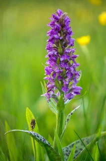Broad-leaved fingerroot, broad-leaved marsh orchid, dactylorhiza majalis, orchid herb, orchidaceae,