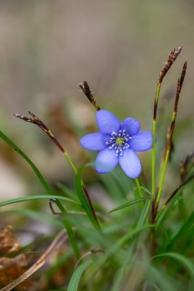 Carex digitata, common hepatica, cyperaceae, fingered sedge, finger harrow, buttercup family,
