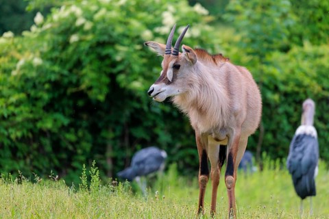 A female roan antelope (Hippotragus equinus) and some marabou storks (Leptoptilos crumenifer) stand