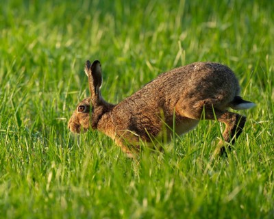 European hare (Lepus europaeus) running across a green meadow, wildlife, Lower Saxony, Germany