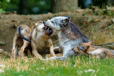 Timberwolf, wolf, American wolf (Canis lupus lycaon), Germany, a pack of wolves in their natural