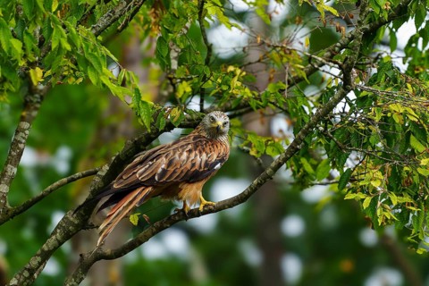 Red Kite (Milvus milvus), wildlife, Germany. A bird of prey perches alertly on a branch in green