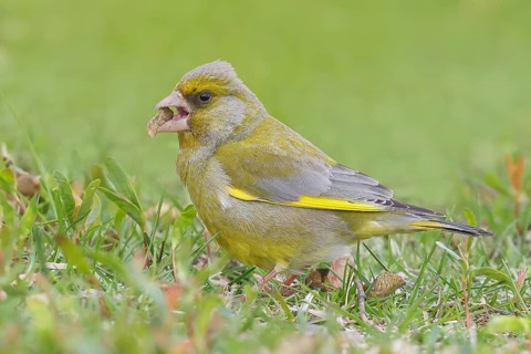 Greenfinch (Carduelis chloris), eating seeds, standing on a green meadow, nature photography,