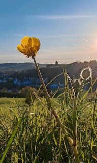 Sunset over a meadow with a close-up of a buttercup (ranunculus acris) in the foreground, Veste