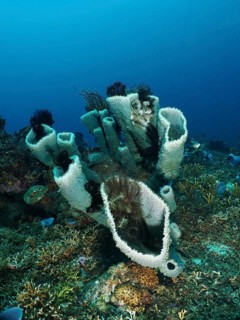 Spiny tube sponge (Callyspongia (Cladochalina) aerizusa) and colourful corals create a diverse