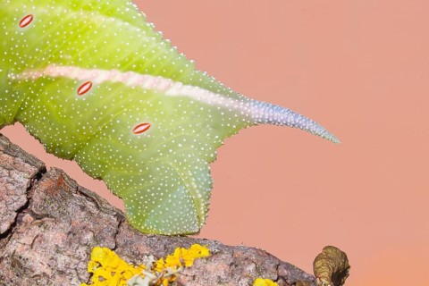 The spines on the abdomen of the evening peacock moth (Smerinthus ocellata) are a distinctive