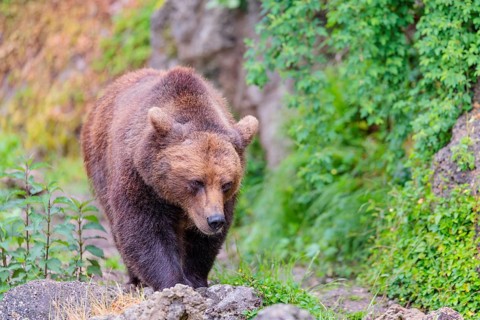 A female brown bear (Ursus arctos arctos) is walking through dense vegetation in hilly terrain,