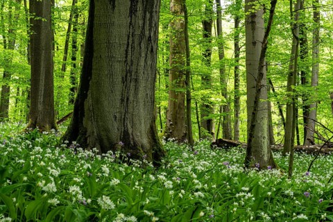 A mystical primeval forest with ancient, moss-covered European beech trees (Fagus sylvatica) with