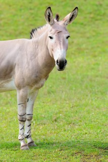 A male Somali wild ass, Equus africanus somaliensis, stands in a green meadow. Somalia, Somaliland,