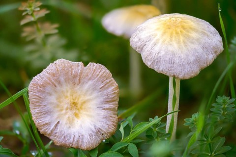 Bolbitius titubans, Bolbitius vitellinus, yellow manure mushroom, dung mushroom, fungi, fungus,