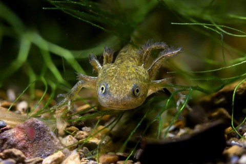 Great Crested Newt, Crested Newt, Northern Crested Newt, Triturus Cristatus, Amphibians,