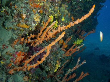 A vibrant reef with colourful sponges, Mediterranean antler sponges (Axinella cannabina), and a