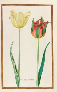 Tulips, Historical, digitally enhanced reproduction from Theatrum florae (1624) by Daniel Rabel