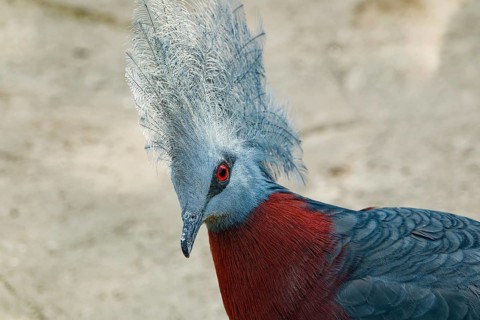 Animal profile: Red-breasted Crowned Pigeon (Goura scheepmakeri), also known as the