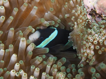A clownfish, Clark's anemonefish (Amphiprion clarkii), exhibiting melanism, is partially concealed