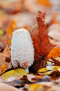 Shaggy ink cap (Coprinus comatus) amongst autumn leaves, North Rhine-Westphalia, Germany