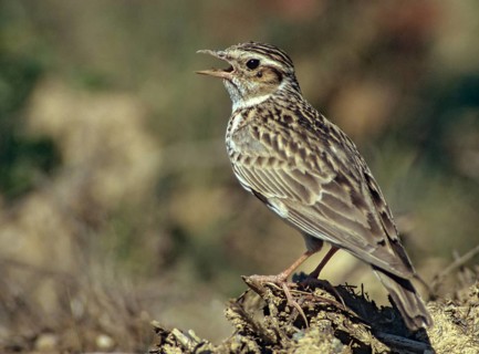 Woodlark, Lullula Arborea, Woodlark, Birds, Song, Larks, Passeri, Singing, Songbirds, Birds