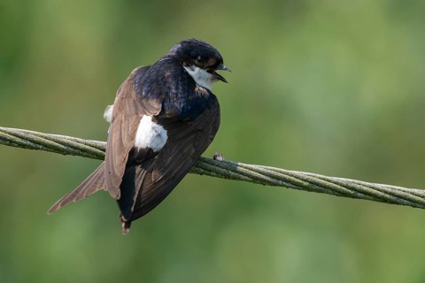 Delichon urbica, house martin, house martins, birds, passeri, swallows, songbirds, birds