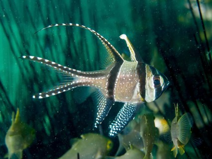 A Banggai cardinalfish (Pterapogon kauderni) seeks shelter amongst the spines of Diadem sea urchins