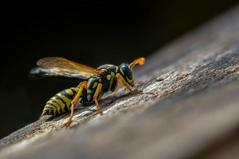 Brighter-colored paper wasp, French field wasp, gallic field wasp, house field wasp, hymenoptera,