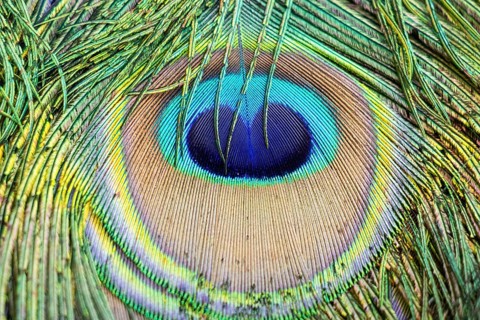 A peacock struts through the La Reserva nature park Park, La Reserva Park, Majorca, Spain