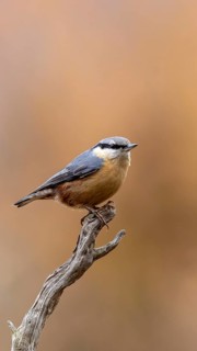 A bird is perched on a branch against a warm, blurred background, a nuthatch (Sitta europaea)
