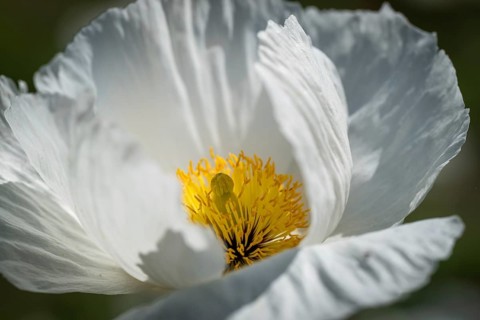 Wood poppy (Papaver cambricum), Chelsea Physic Garden, historic botanical garden, the oldest