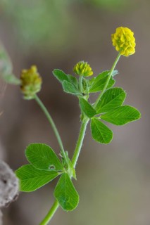 Black medick, fabaceae, yellow clover, hop alfalfa, hop snail clover, hop clover, Medicago