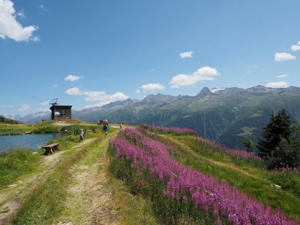 Path alongside flowers, blooming sally (Epilobium angustifolium), with a mountain panorama beneath