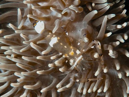 A peacock-eyed anemone shrimp (Ancylocaris brevicarpalis) nestled amongst a beige sea anemone