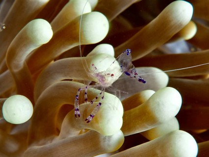 Saravati anemone shrimp (Ancylomenes sarasvati) with purple markings on a pale sea anemone, Prapat